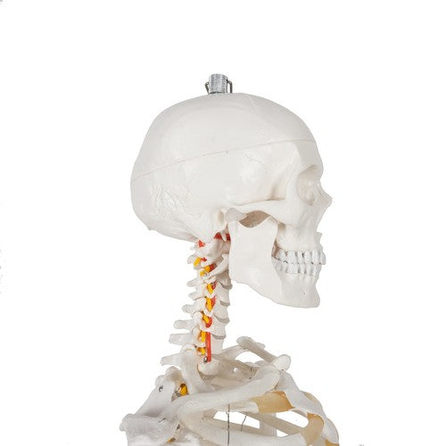 Cilvēka skelets - 170cm