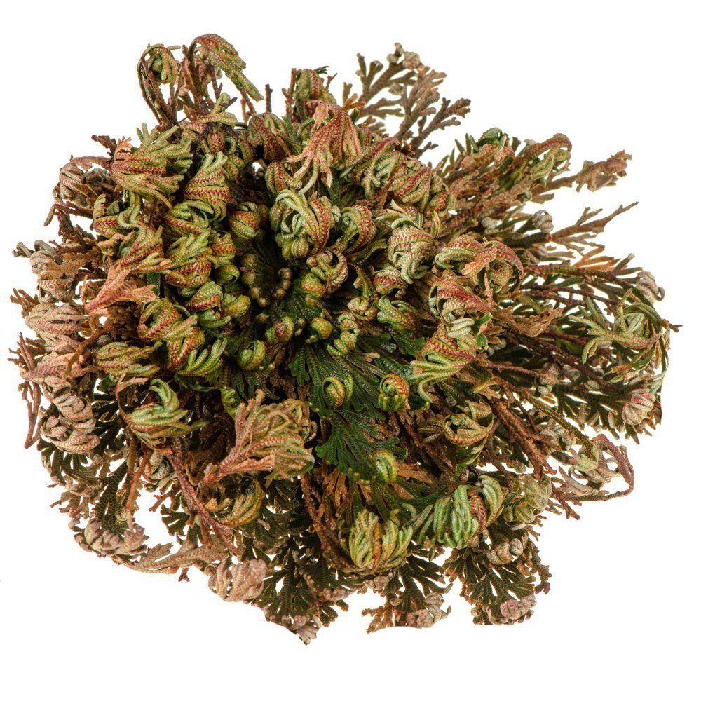 Jērikas roze (Selaginella lepidophylla)