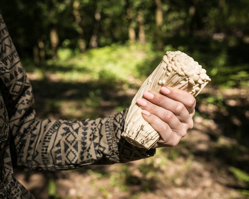 Antistresa sēne - ENOKI