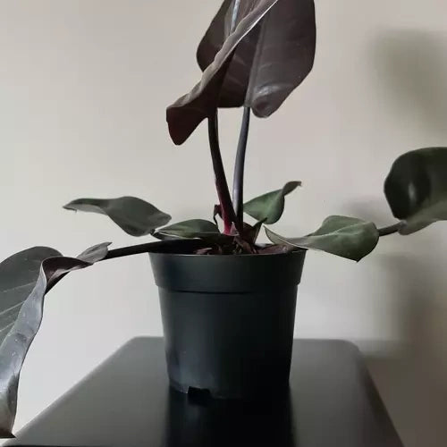 Ražošanas katls - 500 detaļu komplekts