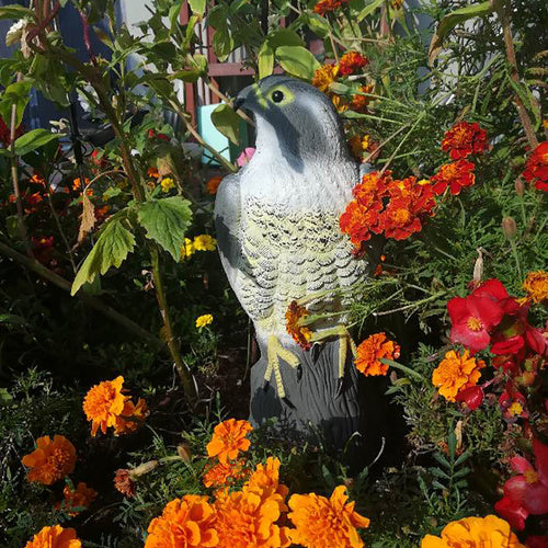 Putnu biedētājs - Piekūns