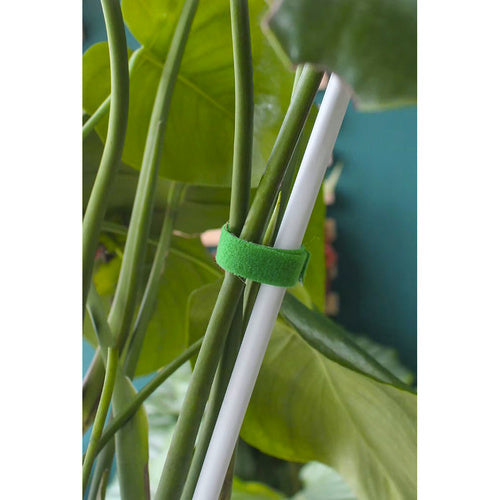 Dārza lente ar Velcro aizdari 5m Gardlov