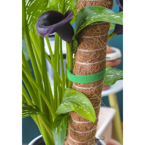 Dārza lente ar Velcro aizdari 5m Gardlov