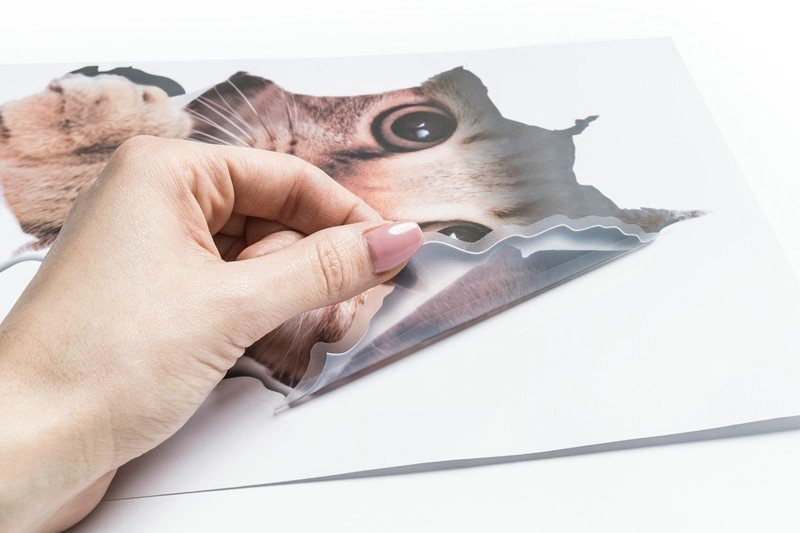 Kaķa 3D sienas uzlīme