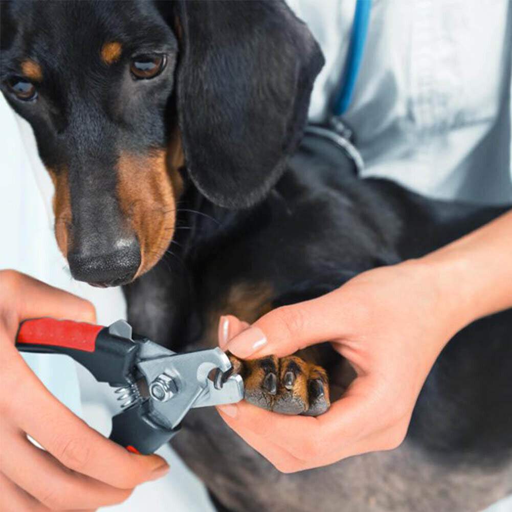 Dzīvnieku nagu šķēres