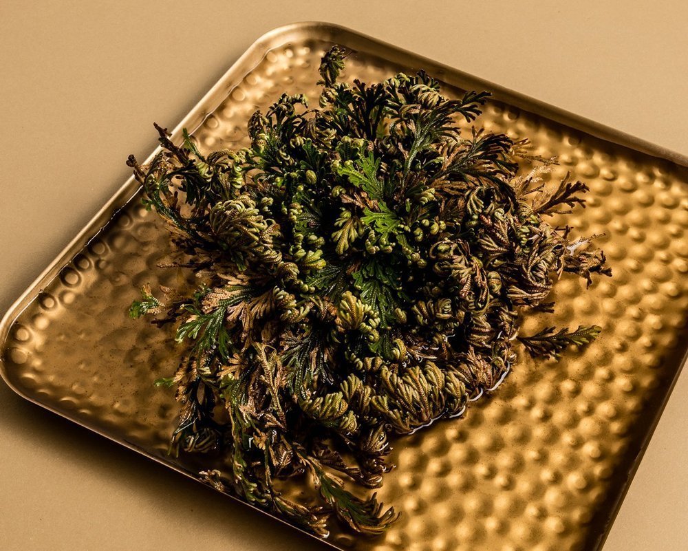 Jērikas roze (Selaginella lepidophylla)