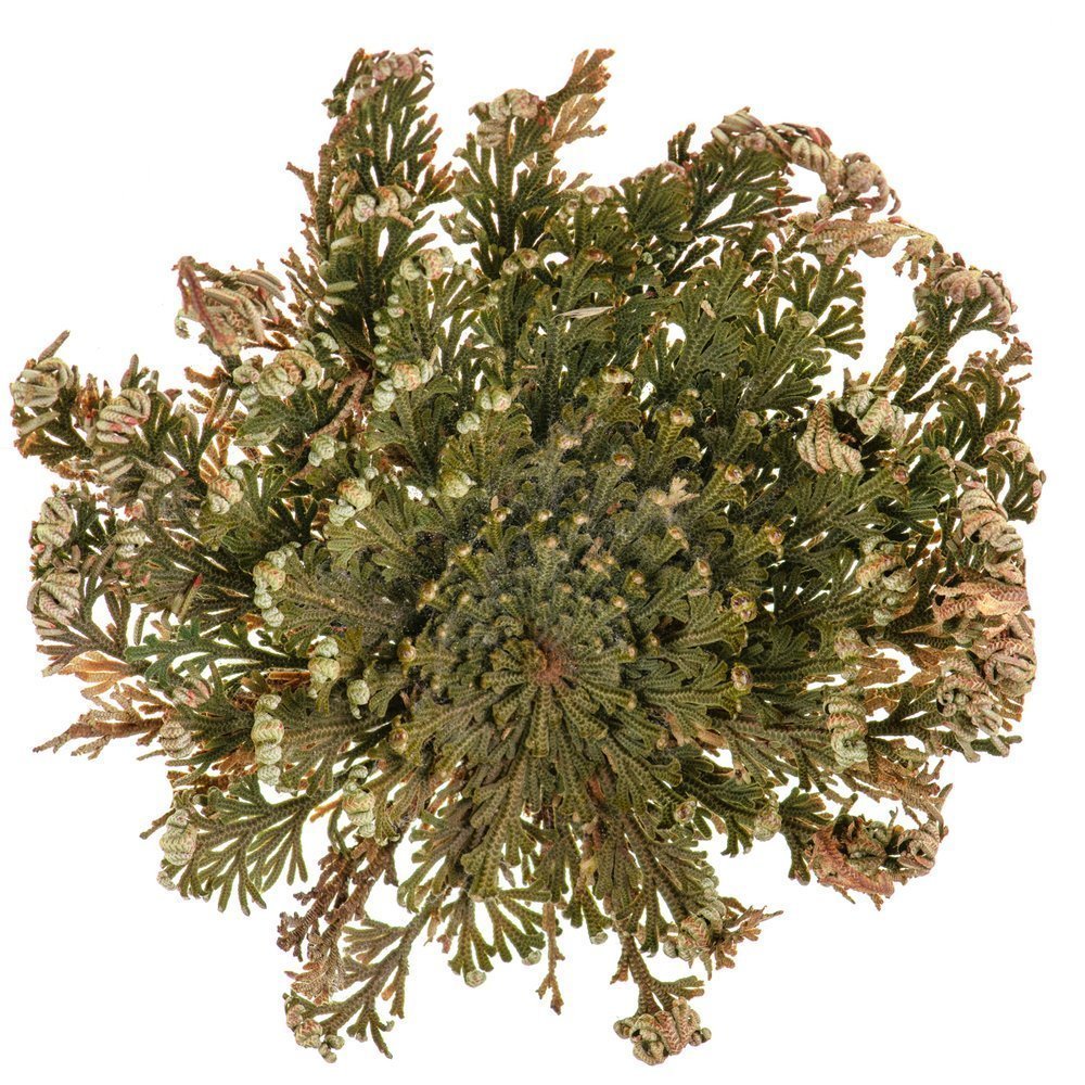 Jērikas roze (Selaginella lepidophylla)