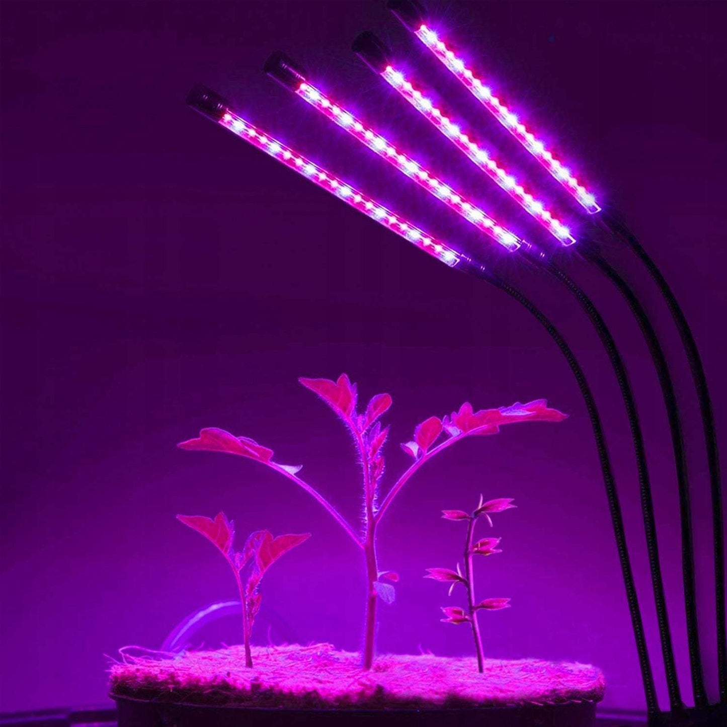 Lampa augiem 4 galvām