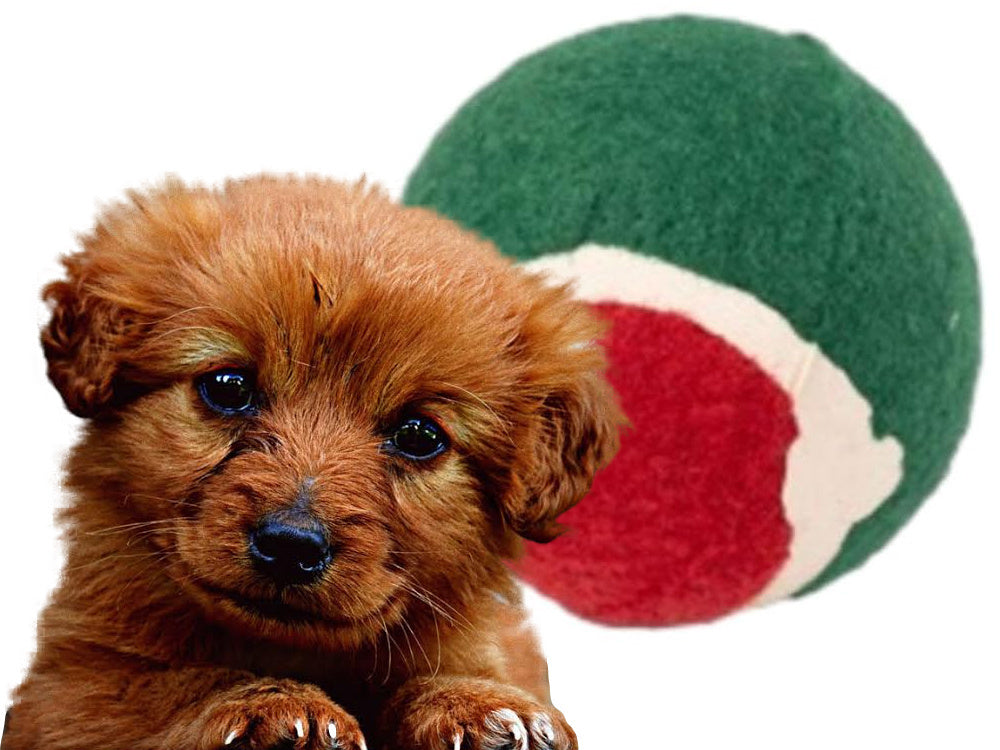 Suņu rotaļlietu komplekts, suņu košļājamās rotaļlietas, 4 gab., jauktas dāvanas, Ziemassvētku rotaļlietas