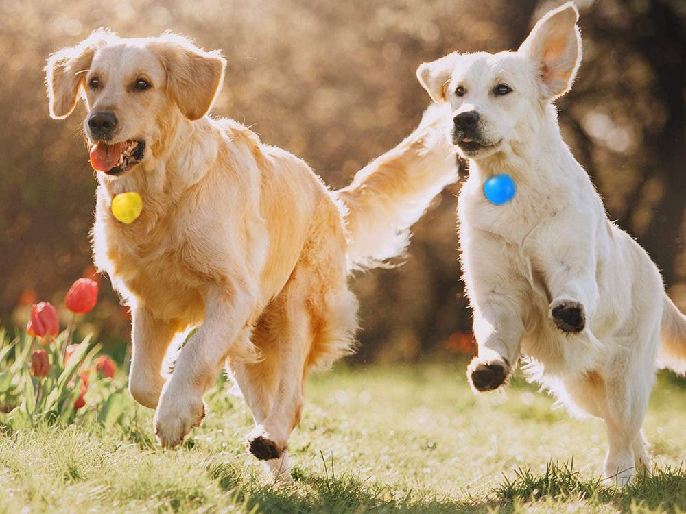 LED kakla siksnas gaismiņa suņu kakla siksnas kulonam kaķu kakla siksnas gaismiņai