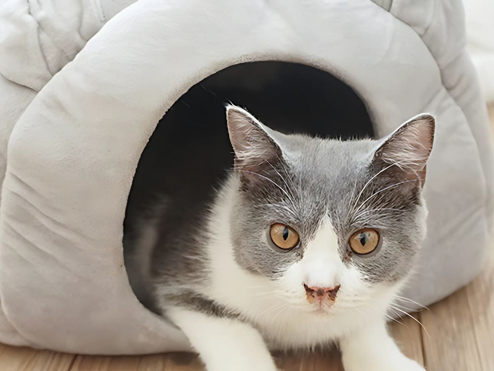 Plīša gultas kokons sunim, kaķim, mīksts spilvens, gultasveļa, pūkains