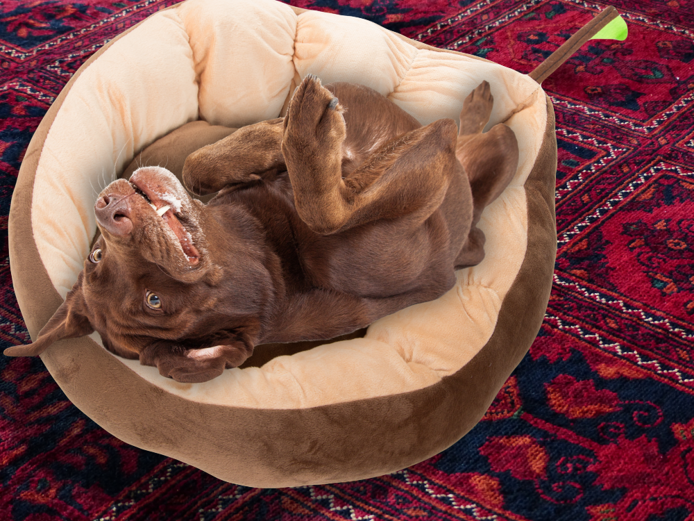 Plīša gultas spilvens suņu rotaļu laukums kaķim mīksta dīvāna gultasveļa