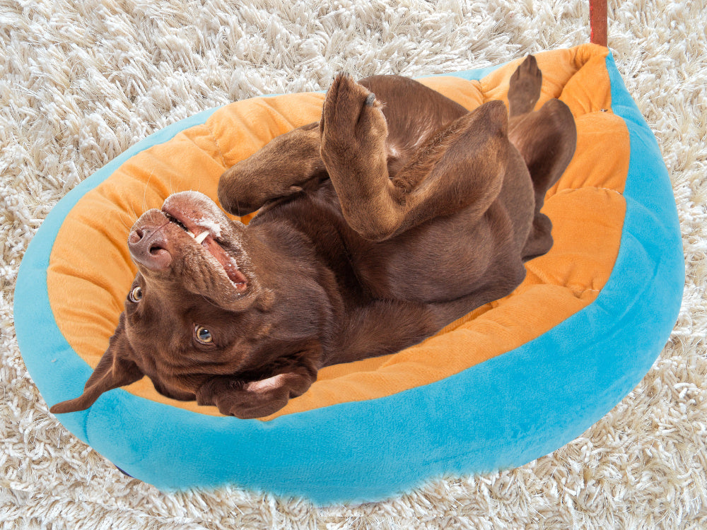 Plīša gultas spilvens suņu rotaļu laukums kaķim mīksta dīvāna gultasveļa