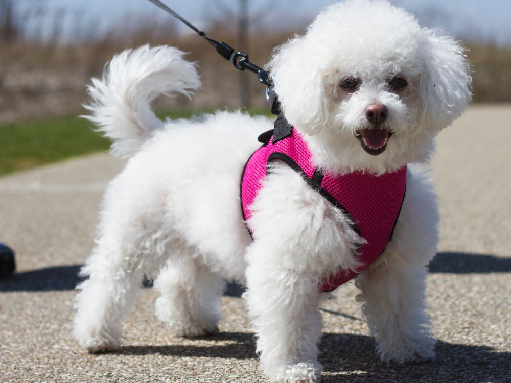 Automātiska pavada 5 m gara sunim līdz 15 kg ar spēcīgu un garu slēdzeni