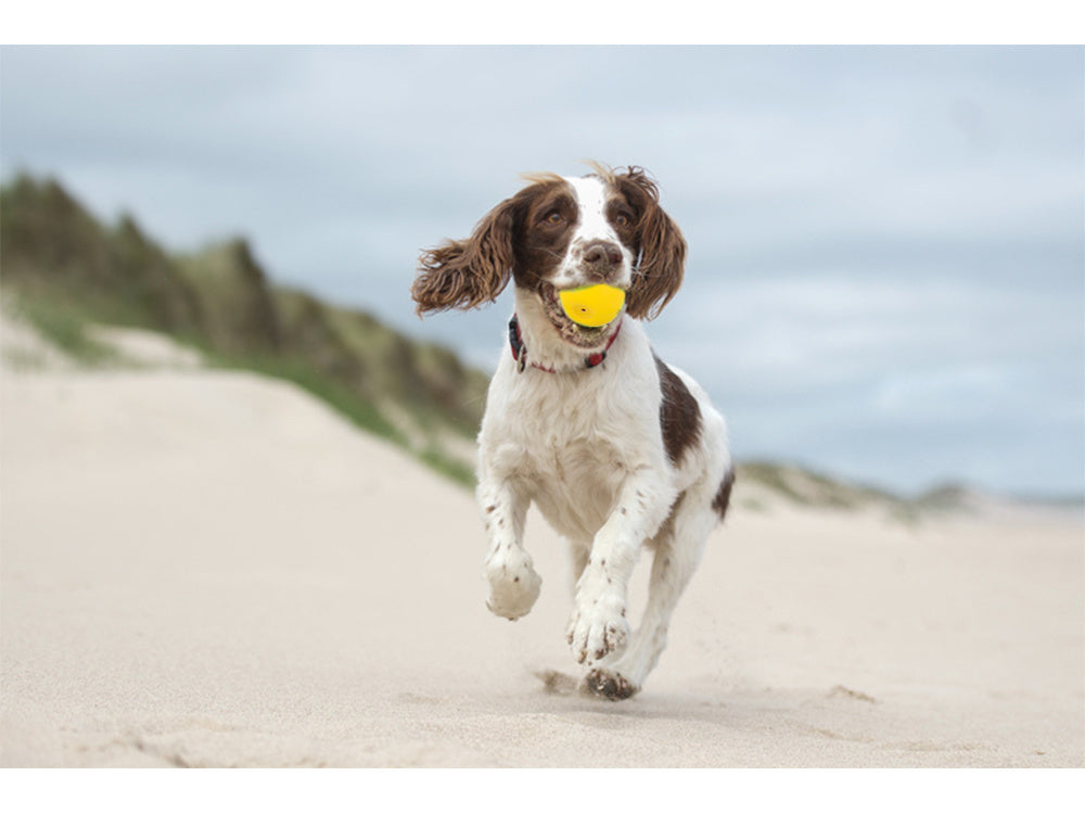 Suņu rotaļlieta pīkstoša suņu košļājamā gumijas bumba pīkstoša gumijas bumba