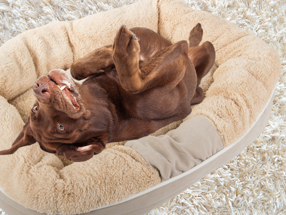 Plīša suņu rotaļu gulta, mīksta spilvena dīvāna gultasveļa, pūkaina