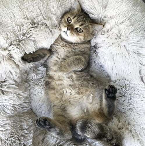 Pūkaina majdzīvnieku gulta, pelēka