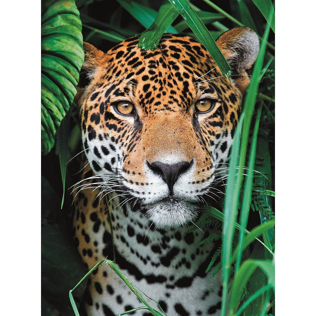 Állatos Jaguar 500 db-os puzle Clementoni