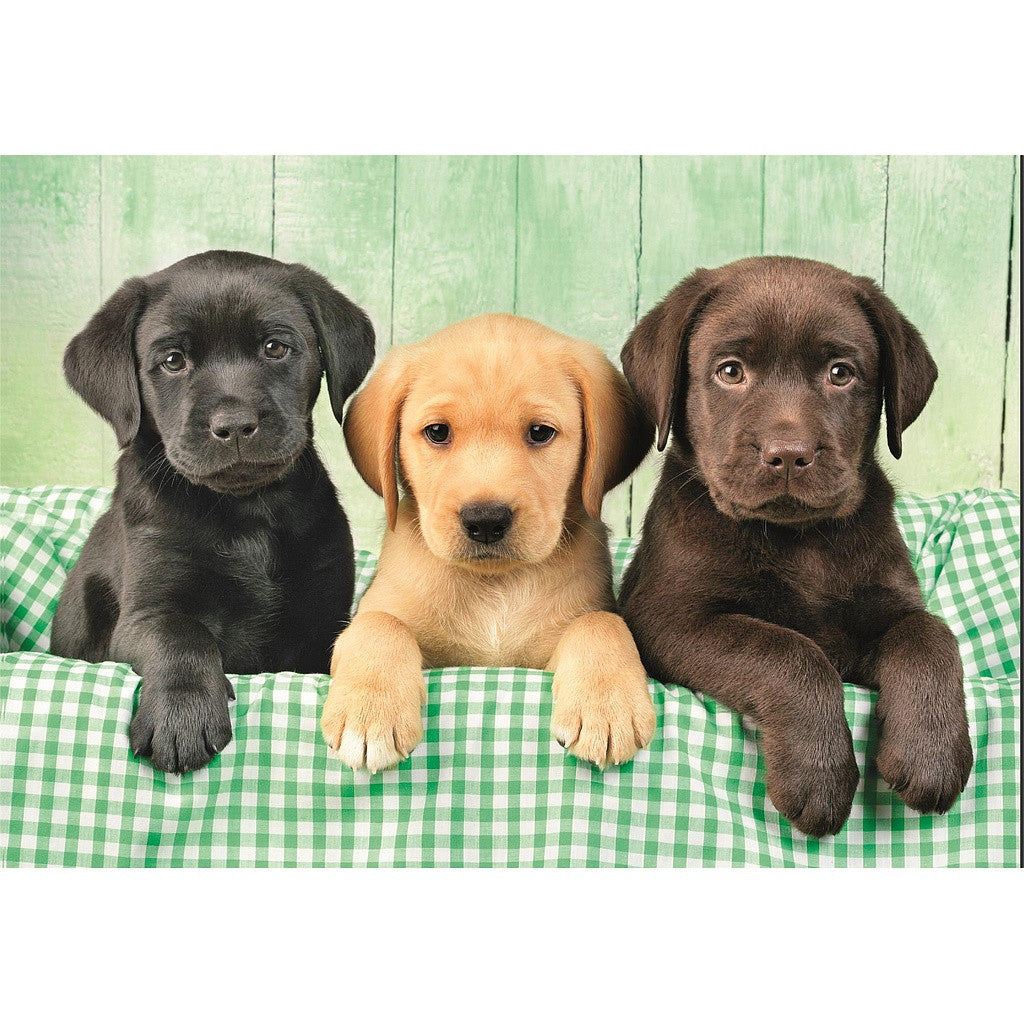 Dzīvnieki Trīs labradori Suņi 1000 gabalu puzle Clementoni