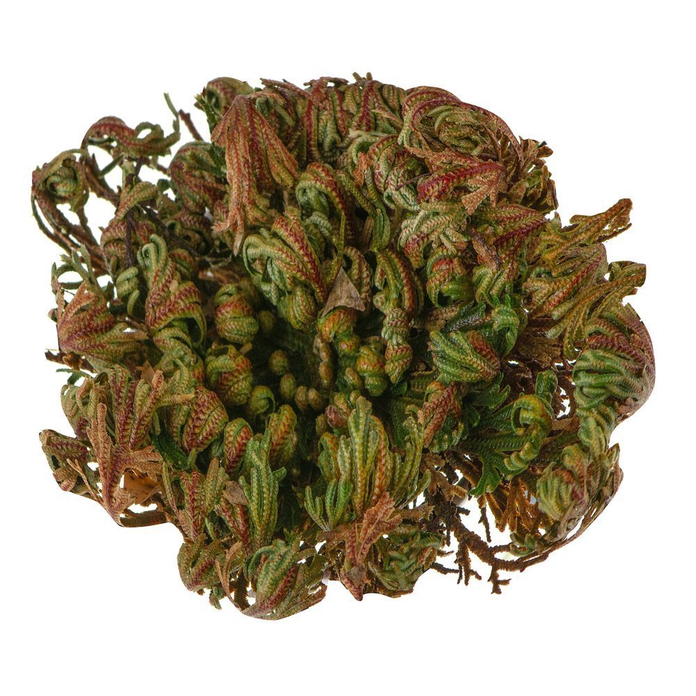 Jērikas roze (Selaginella lepidophylla)