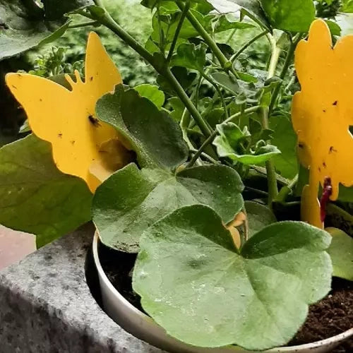 Kukaiņu līme - 12 gab. Repest