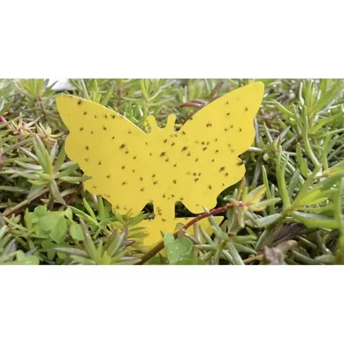 Kukaiņu līme - 12 gab. Repest