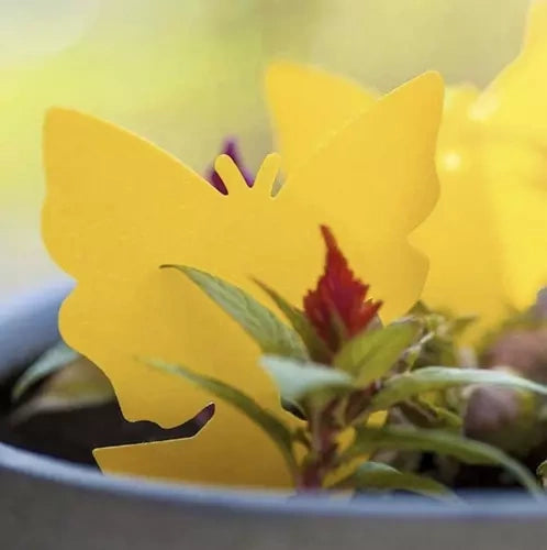 Kukaiņu līme - 12 gab. Repest