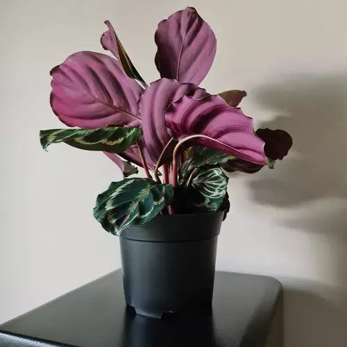 Ražošanas katls - 500 detaļu komplekts