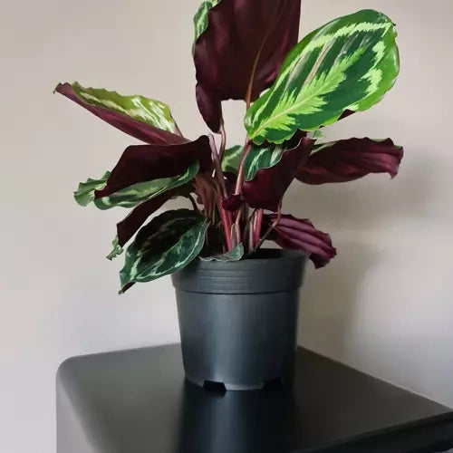 Ražošanas katls - 500 detaļu komplekts