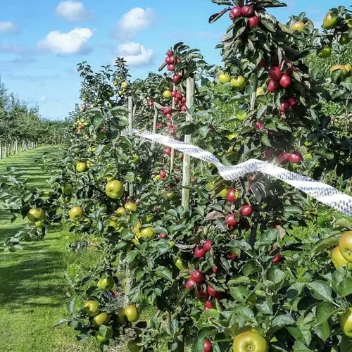 Putnu atbaidītājs - 45 m lentes Repest