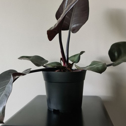 Ražošanas katls - 10 gabalu komplekts