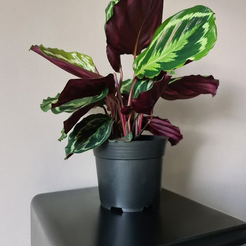 Ražošanas katls - 10 gabalu komplekts