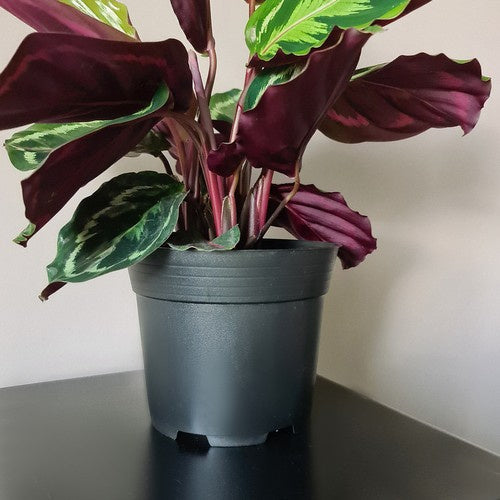 Ražošanas katls - 10 gabalu komplekts