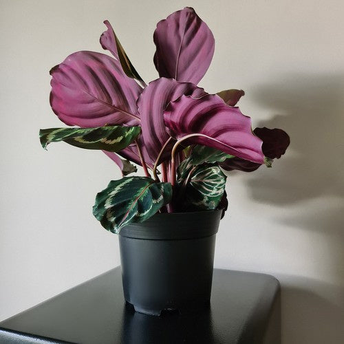 Ražošanas katls - 20 gabalu komplekts