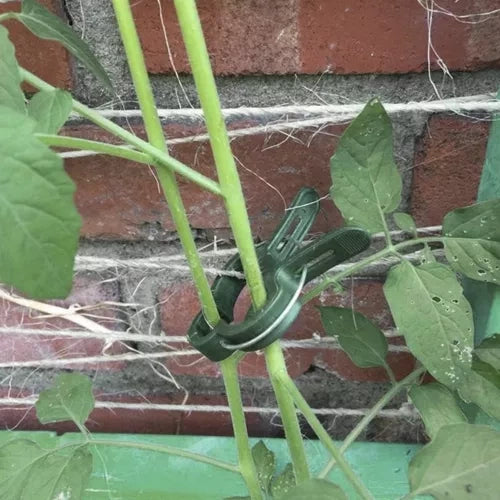 Augu saspraudes - 108 gab. Gardlov