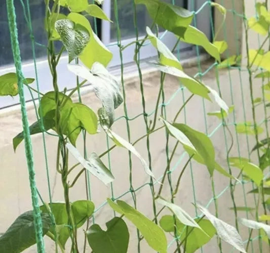 Augu atbalsta siets 2x20m Gardlov