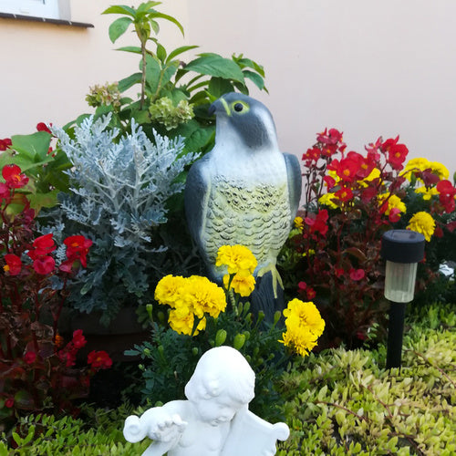 Putnu biedētājs - Piekūns