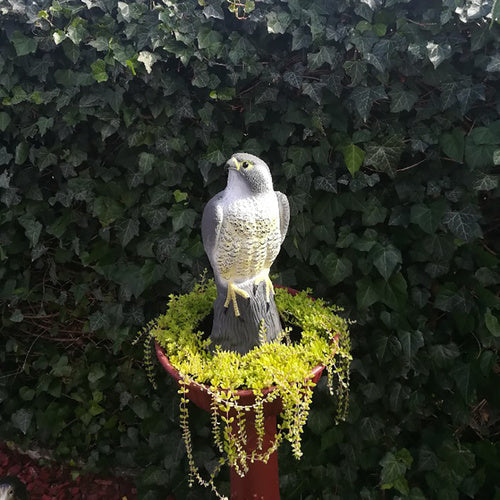 Putnu biedētājs - Piekūns