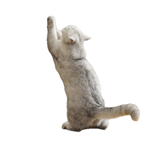 Kaķu nagu asināmais – stūris