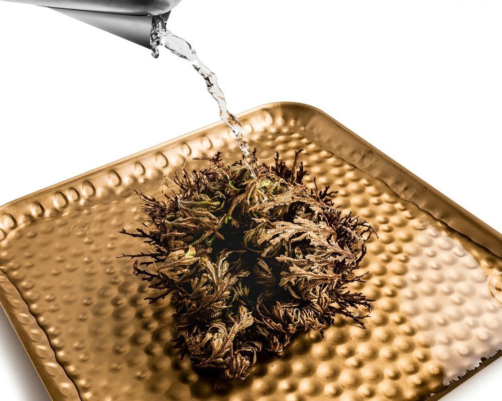 Jērikas roze (Selaginella lepidophylla)