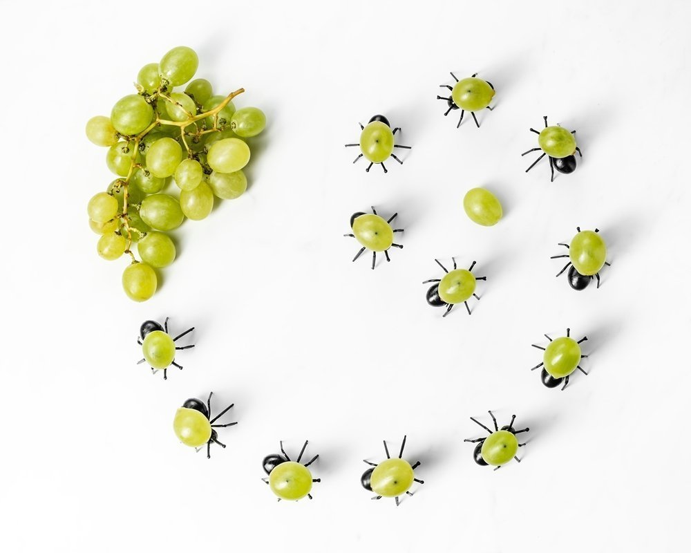 SKUDRAS ballītes izlases