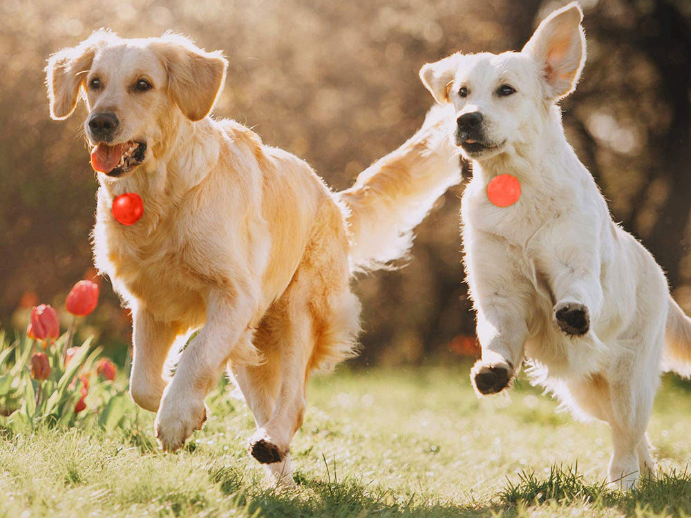 LED kakla siksnas gaismiņa suņu kakla siksnas kulonam kaķu kakla siksnas gaismiņai