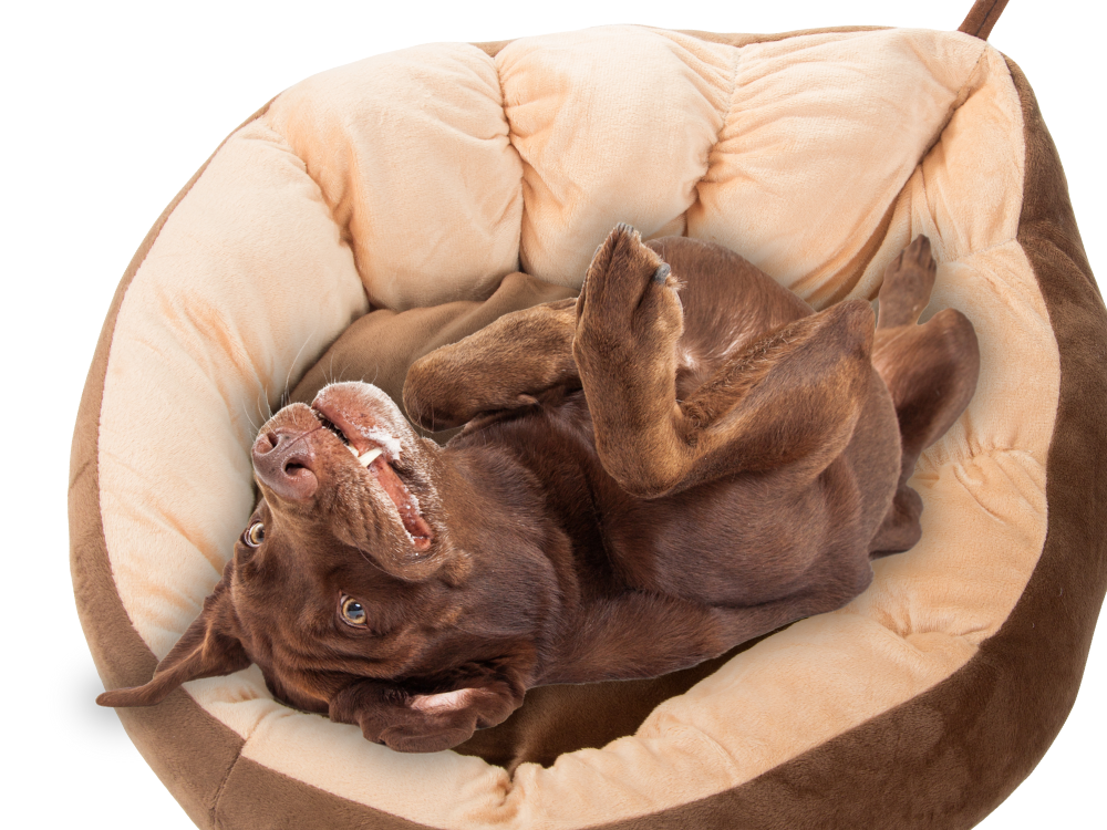 Plīša gultas spilvens suņu rotaļu laukums kaķim mīksta dīvāna gultasveļa