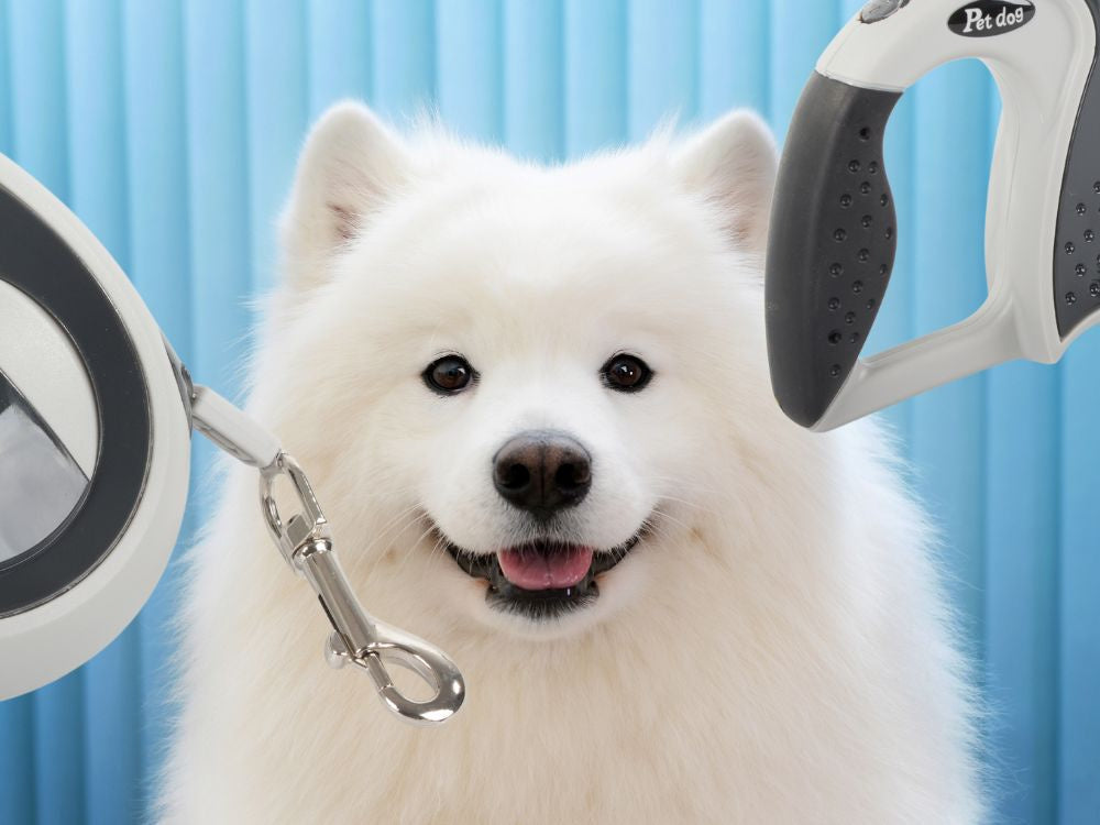 Automātiska pavada 5 m gara sunim līdz 20 kg ar spēcīgu un garu slēdzeni