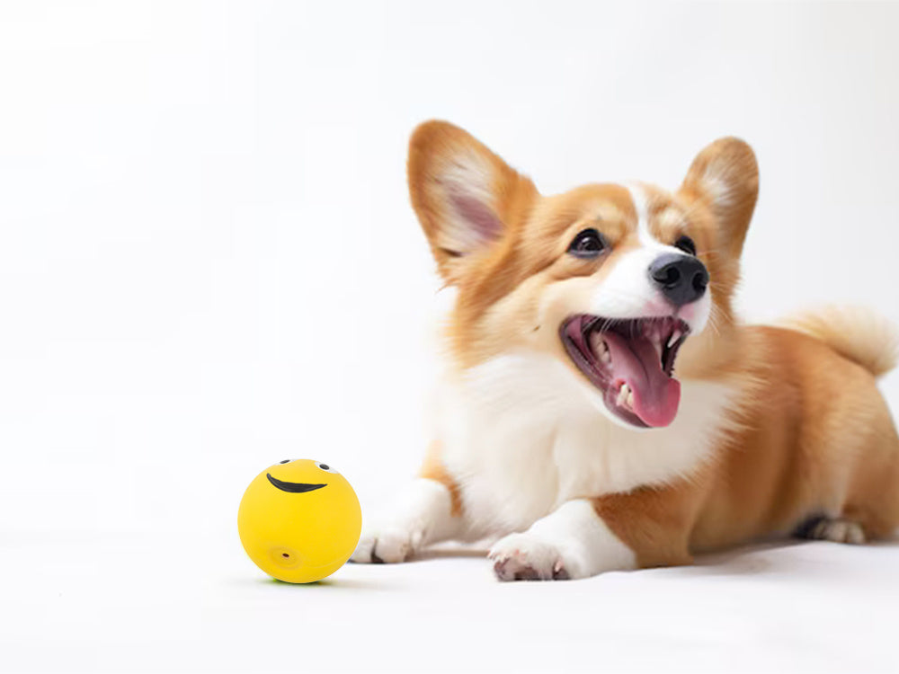 Suņu rotaļlieta pīkstoša suņu košļājamā gumijas bumba pīkstoša gumijas bumba