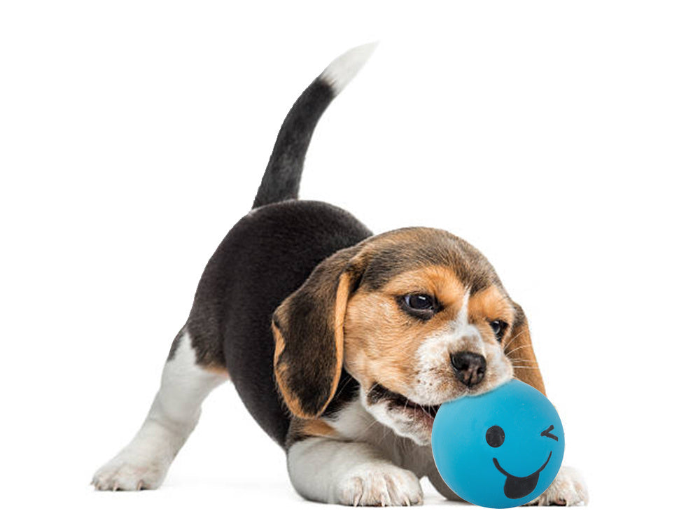 Suņu rotaļlieta pīkstoša suņu košļājamā gumijas bumba pīkstoša gumijas bumba