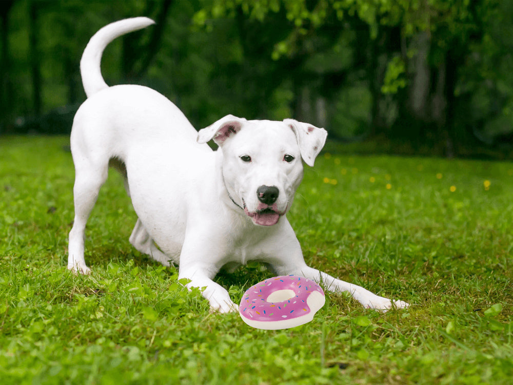 Rotaļlieta sunim, kaķim, gumijas pīkstulis, košļājama gumijas pumpura pīkstulis