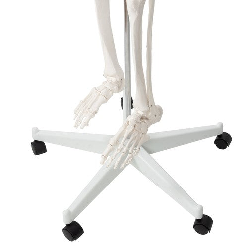 Cilvēka skelets - 170cm