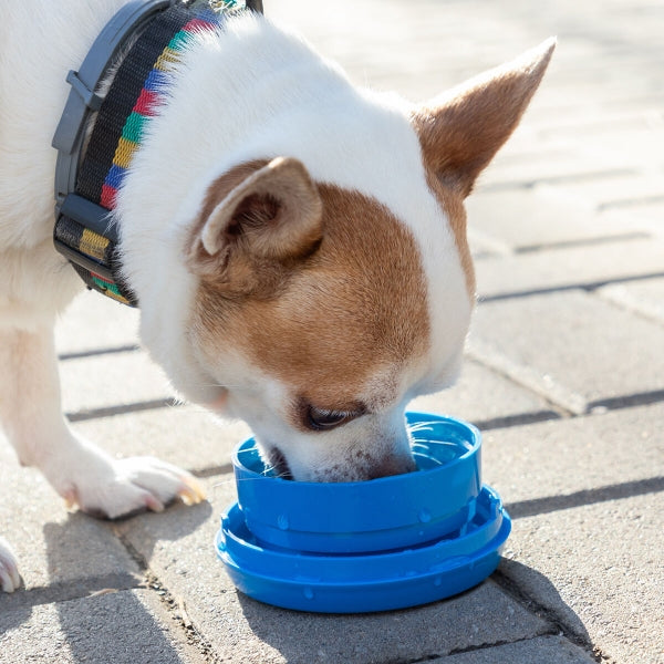 Izvelkama suņu pavada