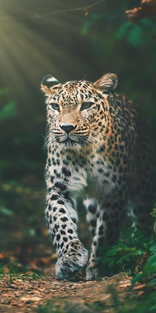 Leoparda raksta vannas dvielis, pludmales dvielis 70*140cm